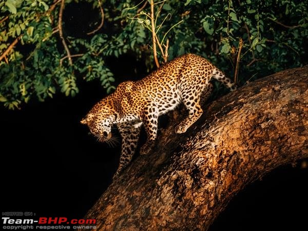 MP tourism launches Night Safari at three National parks in Madhya Pradesh-0119_6049df1382f16.jpg