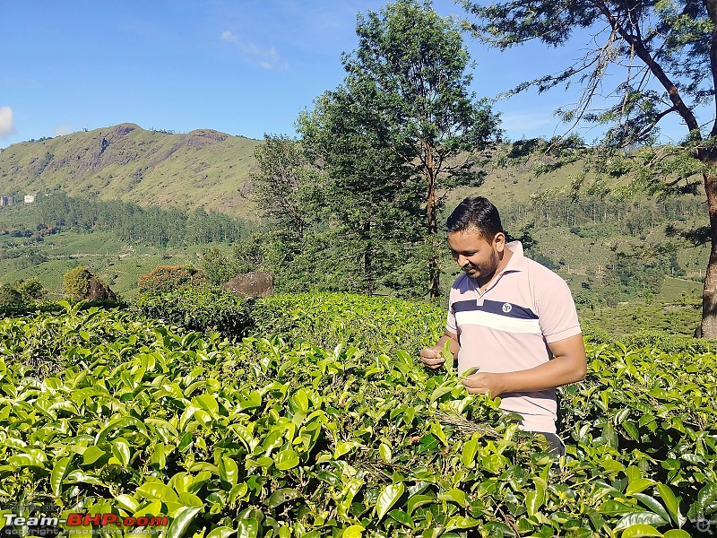 North to South India in a Renault Kwid: Route Query and Trip Summary-8-munnar-b..jpg