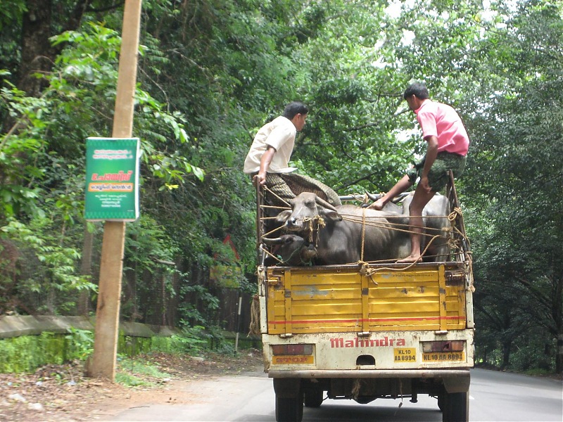 Coimbatore to Calicut-beeffromnilamburtocalicut.jpg