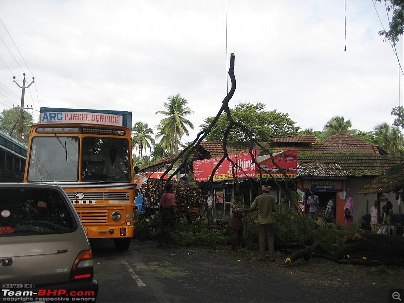 Coimbatore to Calicut-treecutonferokeroad.jpg