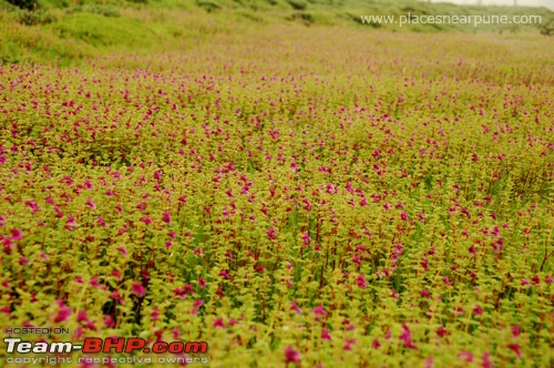 Kaas-Bamnoli-Tapola route-flowers.jpg