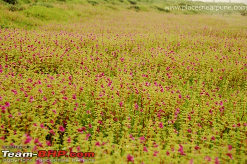 Route Advice: Pune to Kas Lake (Valley Of Flowers)-dsc_2287.jpg