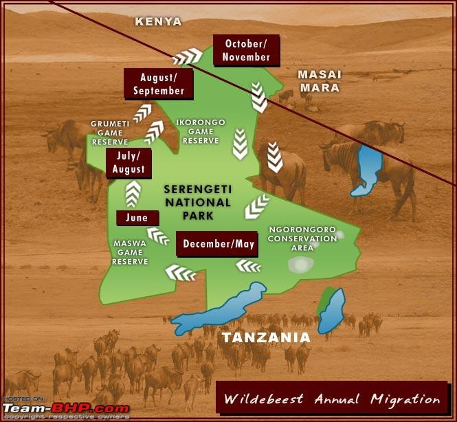 Need info on Masai Mara, Serengeti National Park and around-migration.jpg