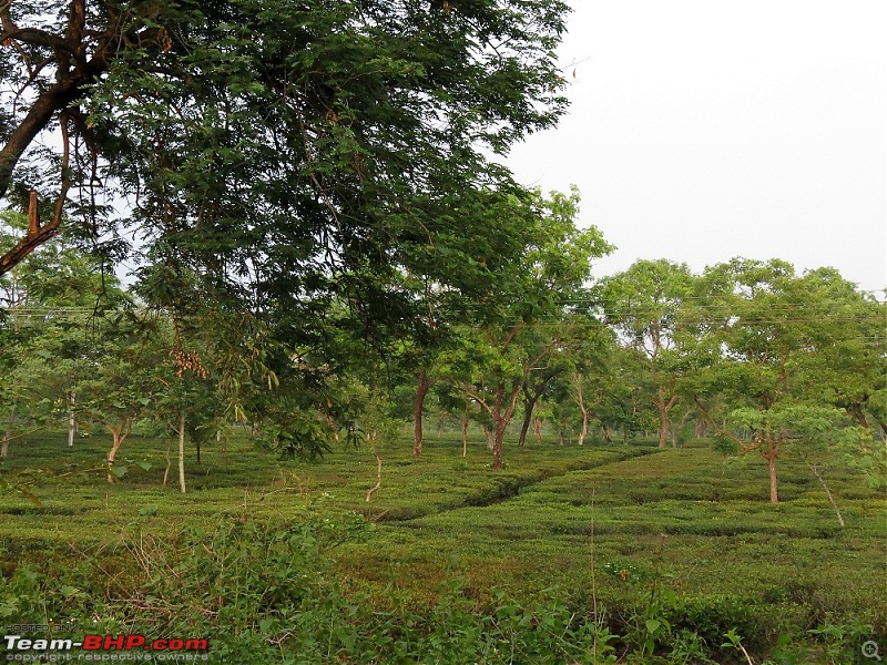 Kolkata - Siliguri route via Dumka, Bhagalpur or NH-12 (old NH-34)-img_00421.jpg