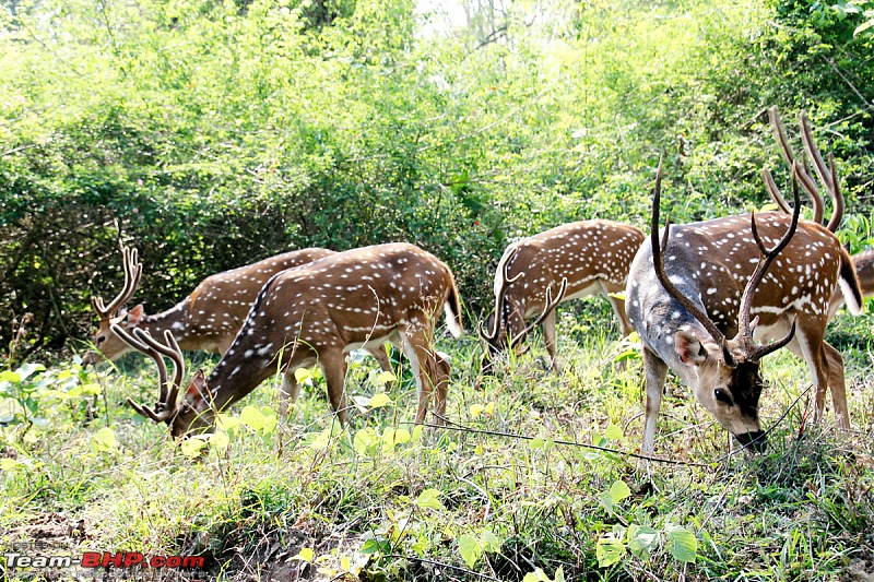 Pic : Injured Stag in Nagarhole-nagarholestags.jpg