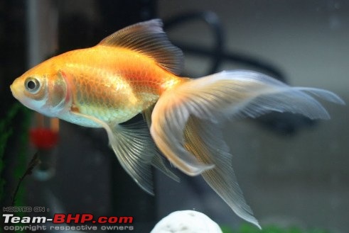 Team-BHPians and their Pets-fan_tail_goldfish_pictures.jpg