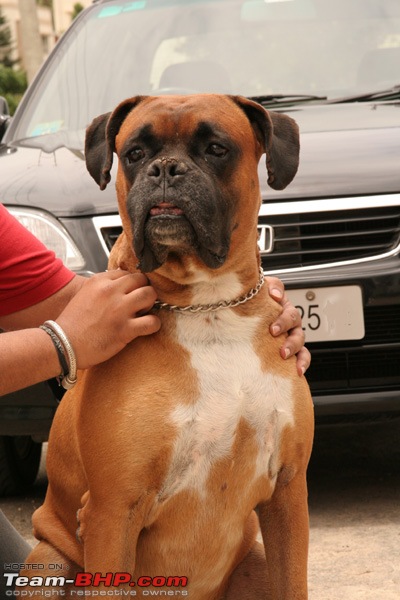 Trying to save my lovely boy (my 6 and half years old boxer)-img_9796.jpg