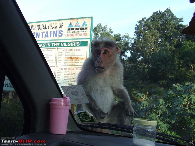 Have You Experienced Jungle Terror?-monkey.jpg