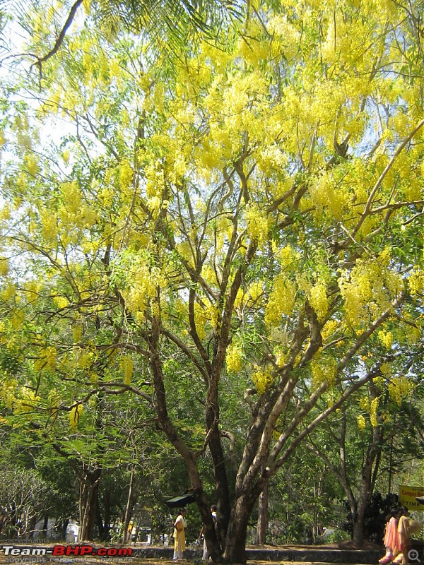 Happy Vishu!  And Baisakhi, Bihu, and all other harvest festivals-img_2911.jpg