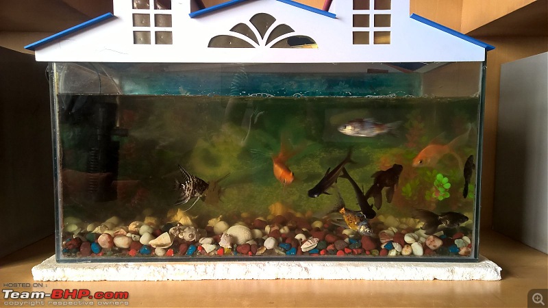 My Fishkeeping hobby-img20151104wa011.jpg