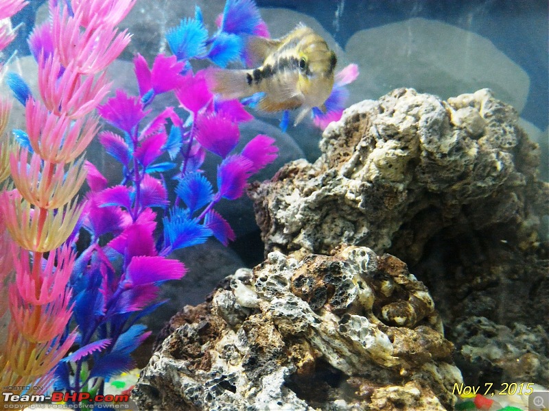 My Fishkeeping hobby-3.jpg