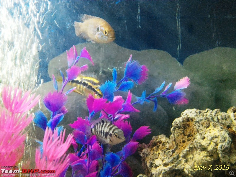 My Fishkeeping hobby-9.jpg