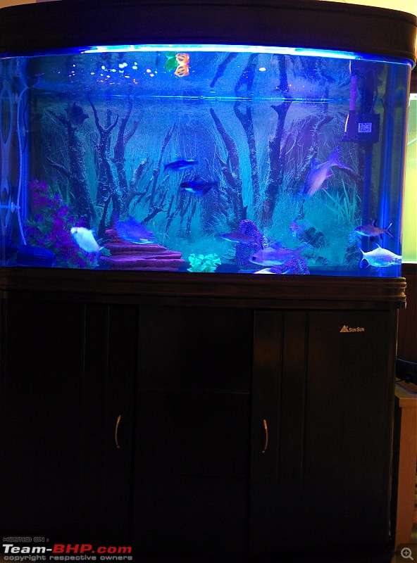 My Fishkeeping hobby-img_20151031_114900.jpg