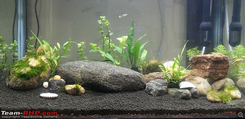 My Fishkeeping hobby-20151228_175940.jpg