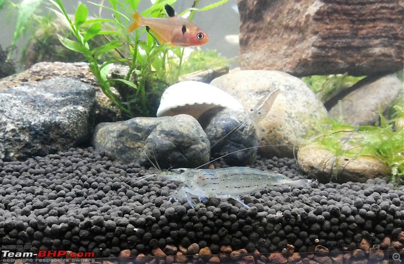 My Fishkeeping hobby-20151228_175953.jpg