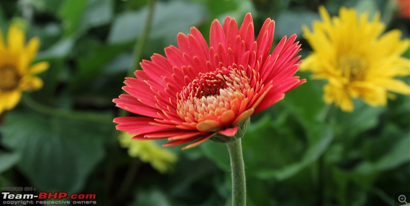 Lalbagh Flower Show - Bangalore-000466-3.jpg