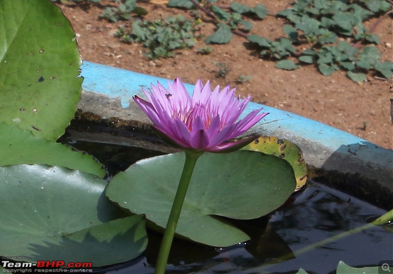 Lalbagh Flower Show - Bangalore-000463-2.jpg