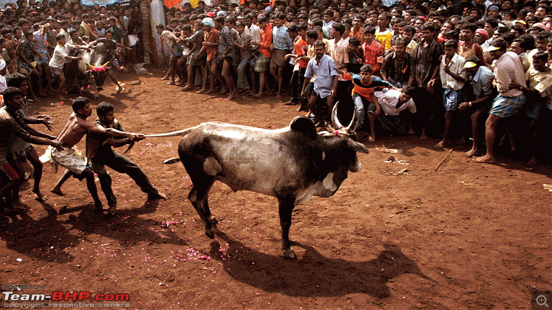 Jallikattu in Tamil Nadu - SC verdict delayed, state ordinance presented to President-_87427614_tail976.gif