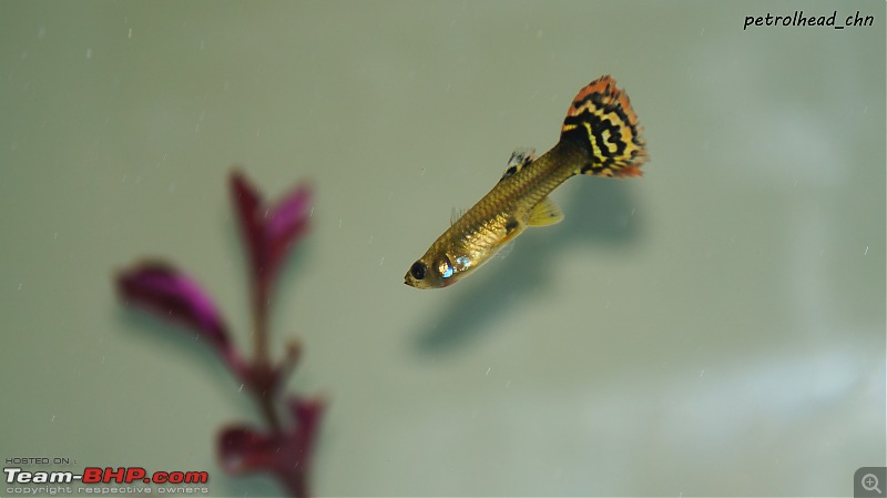 My Fishkeeping hobby-dsc02116.jpg