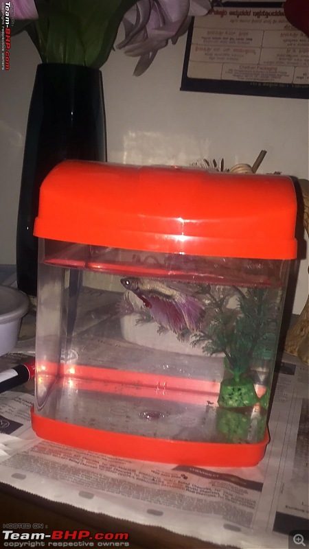 My Fishkeeping hobby-betta.jpg