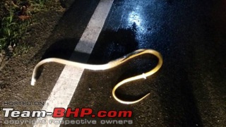 Snakes!-imageuploadedbyteambhp1496568264.677394.jpg