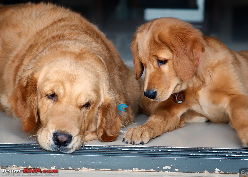 Team-BHPians and their Pets-dsc_2291.jpg