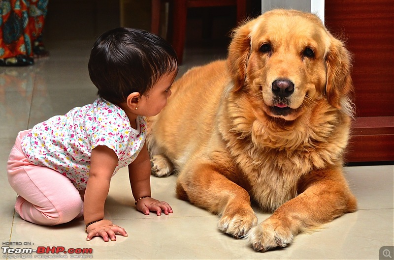 Team-BHPians and their Pets-dsc_5313.jpg