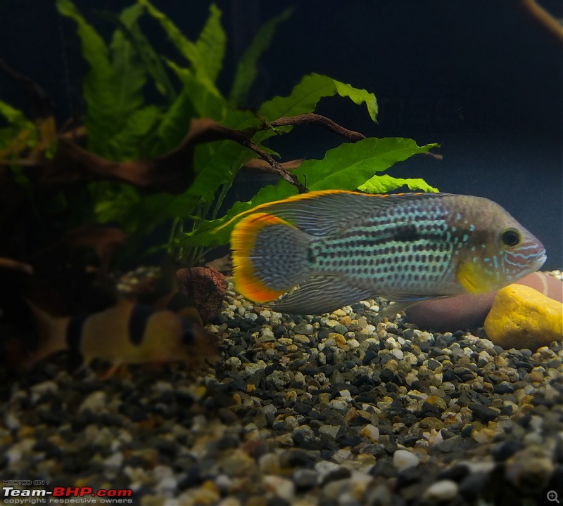 My Fishkeeping hobby-3.jpg