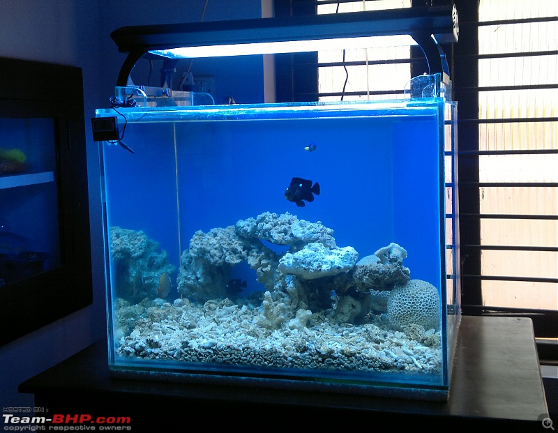 My Fishkeeping hobby-m1.jpg