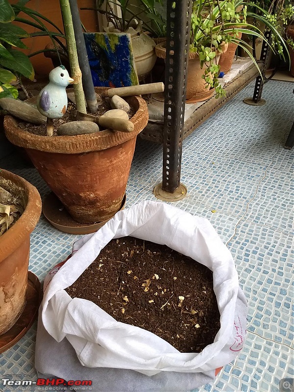 Doing my bit: Vermicomposting at Home-img_20180827_105134859.jpg