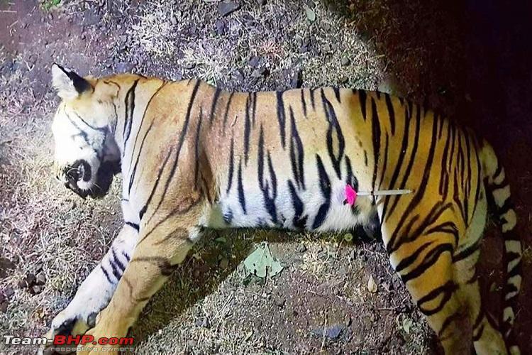 The gory killing of tigress Avni - A mother and our national animal -  Team-BHP