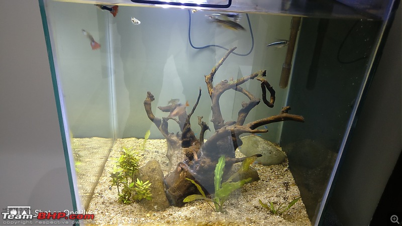 My Fishkeeping hobby-2.jpg