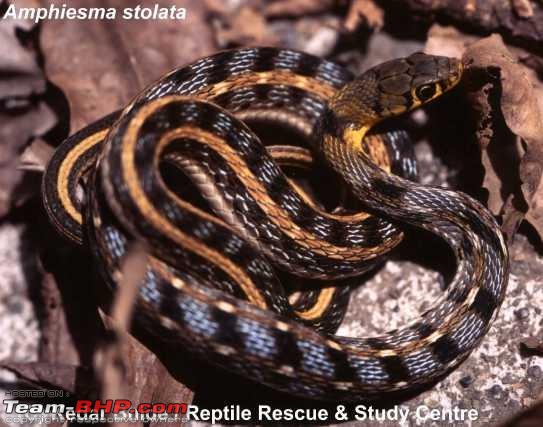 Snakes!-amphiesmastolatum03000029637_01.jpg