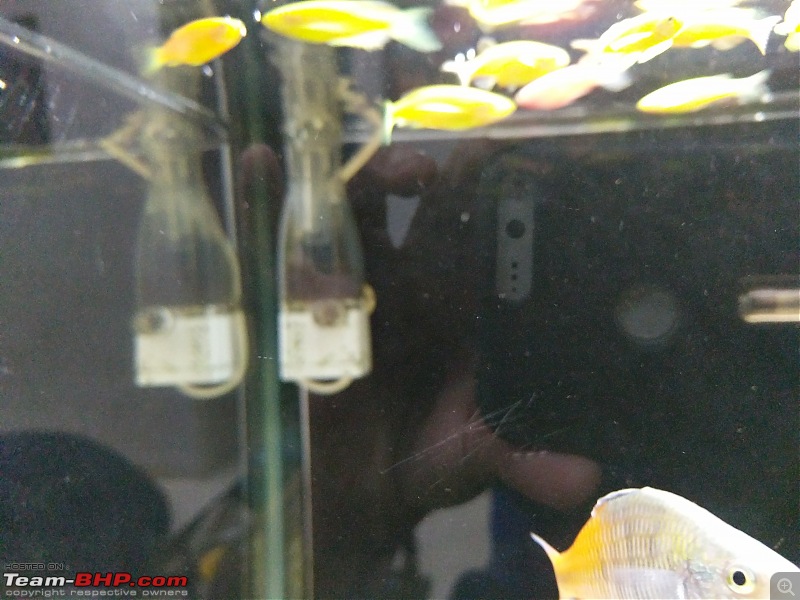 My Fishkeeping hobby-img_20190420_210754.jpg