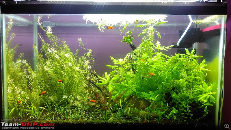 My Fishkeeping hobby-mytank.jpg