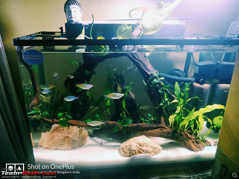 My Fishkeeping hobby-img_20190815_203842__02.jpg