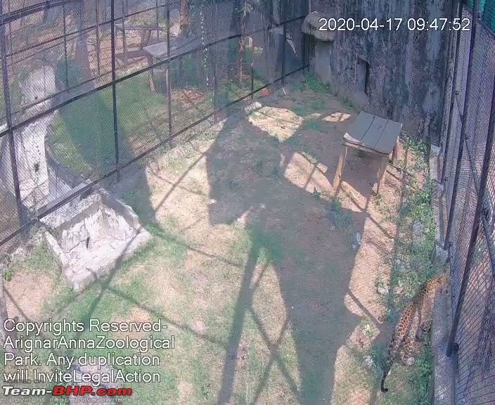 Watch live video feed of Wild Animals in the Vandalur Zoo-snapshot20200417_094451.jpg