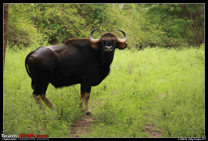 The Wildlife and Nature Images/Articles Thread-gaur.jpg