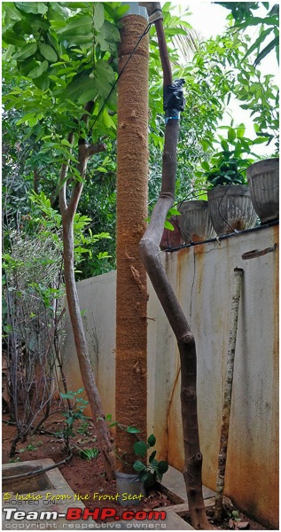 DIY Lockdown Gardening : A tree trunk for our stray pepper plant-img_20200609_110133edit.jpg