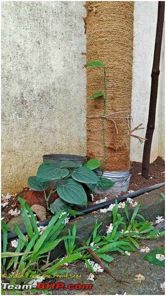 DIY Lockdown Gardening : A tree trunk for our stray pepper plant-img_20200624_082600edit.jpg