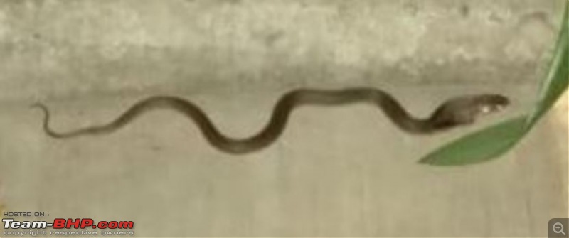 Snakes!-capture.jpg