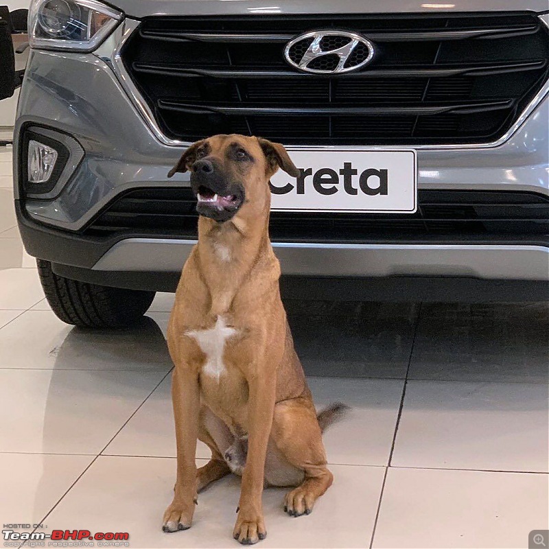 Hyundai dealership in Brazil adopts dog, makes him a sales dog-116435693_3403176999732557_6691076117054629608_o.jpg