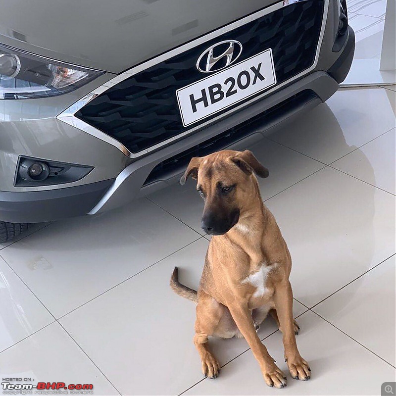 Hyundai dealership in Brazil adopts dog, makes him a sales dog-116584318_3403176909732566_8847795352166745587_o.jpg