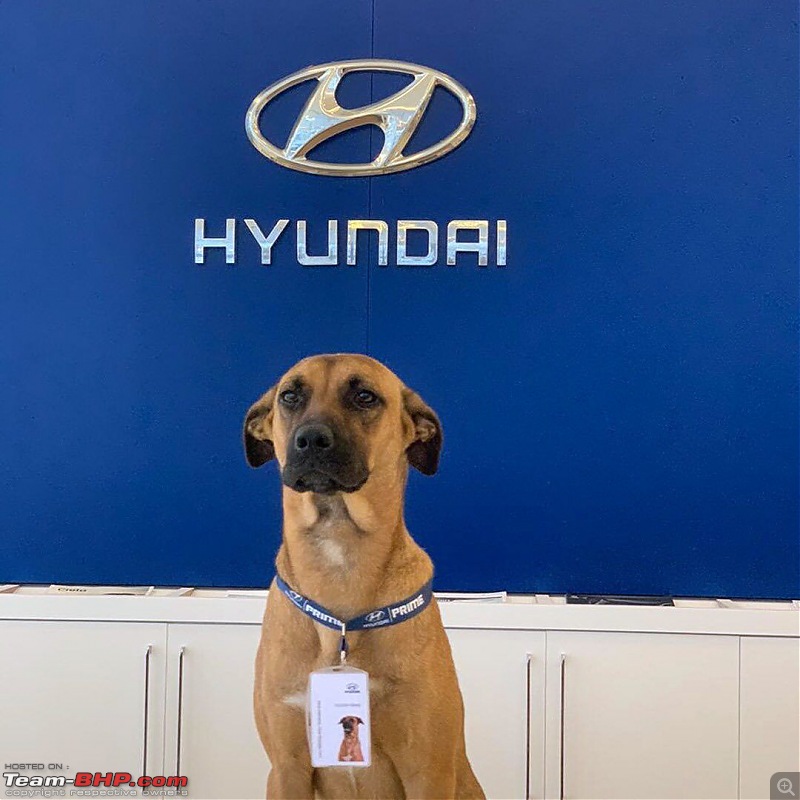 Hyundai dealership in Brazil adopts dog, makes him a sales dog-116592331_3403176586399265_6778450503032426467_o.jpg