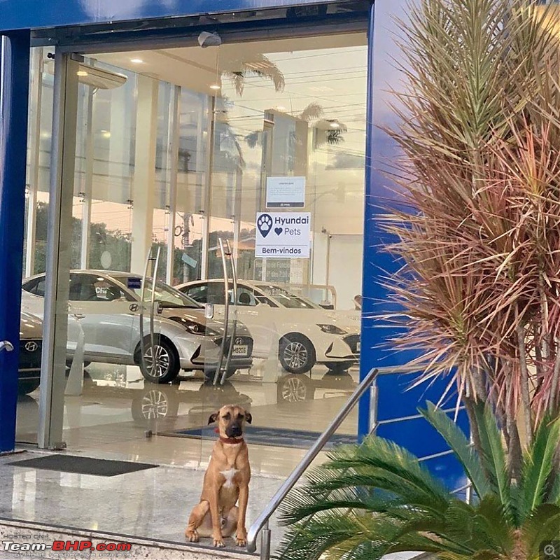 Hyundai dealership in Brazil adopts dog, makes him a sales dog-116692456_3403176699732587_6419568948806487316_o.jpg