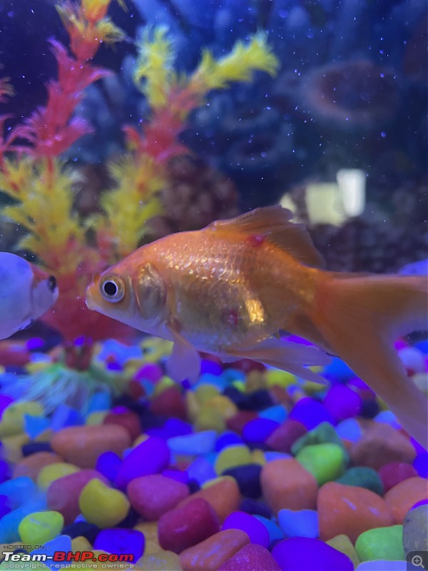 My Fishkeeping hobby-img_6570.jpeg