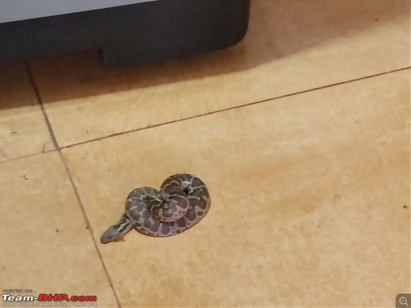 Snakes!-snake-.jpg