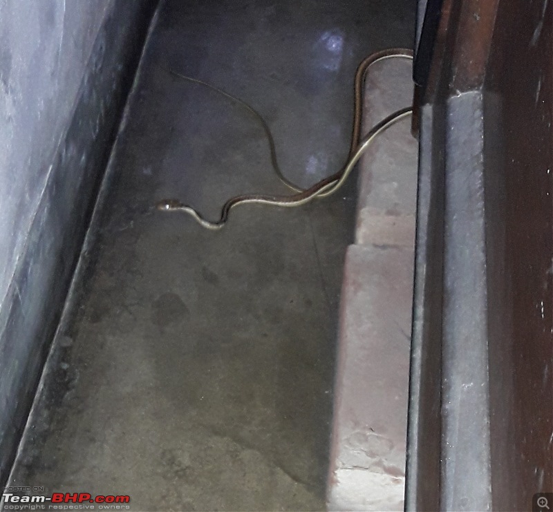 Snakes!-snake-_1.jpg