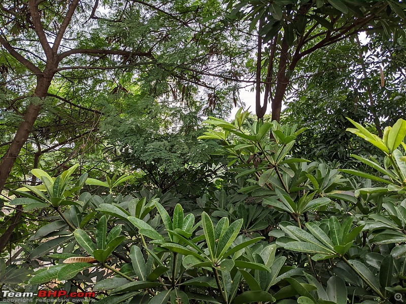 The view from your balcony / terrace-jungle.jpeg