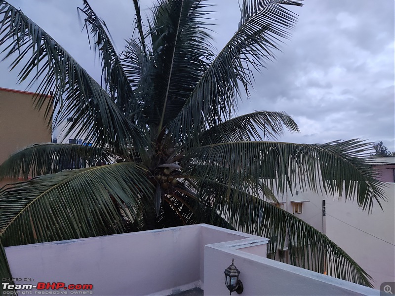 The view from your balcony / terrace-coconut-tree.jpg